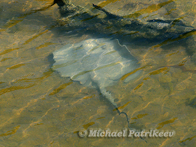 Caribbean Whiptail Stingray (Styracura schmardae)